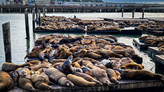 An der ehemaligen Bootsanlegestelle  kuscheln und zanken sich die kalifornischen Seelöwen. Sie haben sich hier im Winter 1989/90 etabliert.