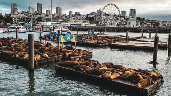 Nach einem Erdbeben 1989 war die Steganlage bootsfrei und seitdem belagern die Seelöwen die Stege. Das Herauskommen aus dem Wasser auf die Stege ist für sie leicht, es gibt viele Fische zu fressen und keine Feinde wie Haie.
Viele Gründe für die Tiere hier zu bleiben
Nach einigen Problemen, beschloss man die Stege nicht mehr von Booten zu nutzen, sondern erneuerte sie für die Seelöwen. Durch das Gewicht der Tiere, von teilweise bis zu 450kg hatten die Stege auch schwere Schäden erlitten
