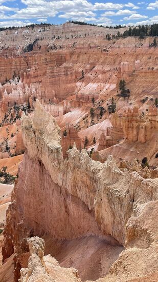 Wir wollen den Queens Garden/Navajo loop laufen. Dieser Trail ist gut 3 Meilen lang und wird als moderat eingestuft. Zunächst geht es ca. 100 Höhenmeter nach unten.