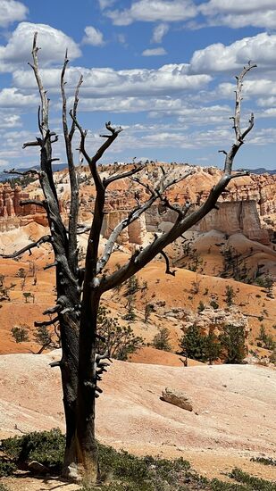 Vereinzelt stehen auf den Felsen vertrocknete Bäume