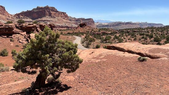 Ganz oft laufen die kleinen Streifenhörnchen über die Straße…