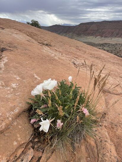 Erstaunlich, wie die hier so überleben können