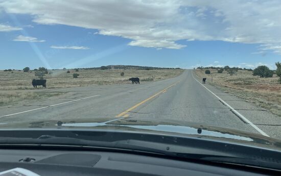Überall sieht man Schilder, dass man aufpassen soll, weil evtl. Kühe die Straße überqueren