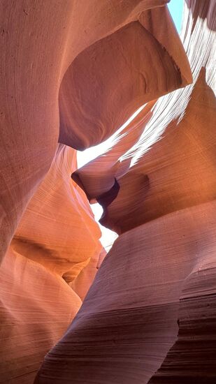 Und hier - auf dem Trockenem - ein HAI