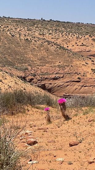 Blühende Kakteen auf dem kargen Gelände…