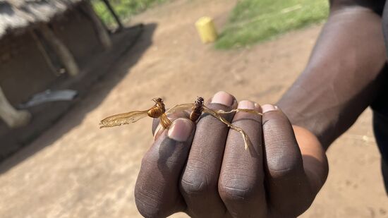 Sie sehen aus wie Libellen, werden getrocknet, dann geröstet und die Flügel entfernt.
