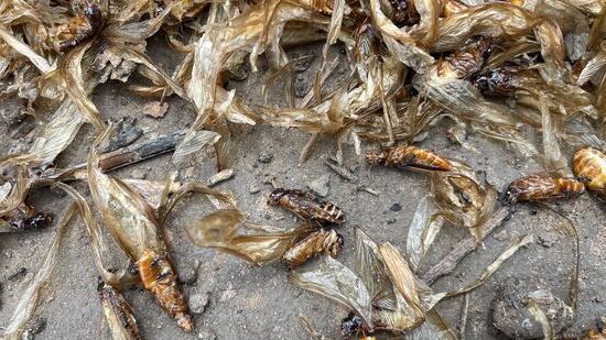 Die Körper werden nach dem Rösten gesalzen.