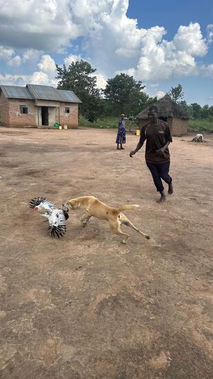 Das Huhn wird gefangen.