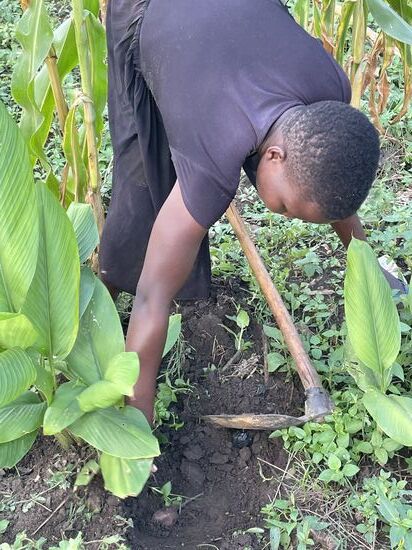 Kurkuma wird direkt frisch geerntet…