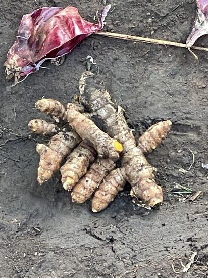 Eine Wurzelknolle herausgenommen, der Rest wieder verbuddelt und darf weiterwachsen—wir sind begeistert—ob die auch bei uns wächst??