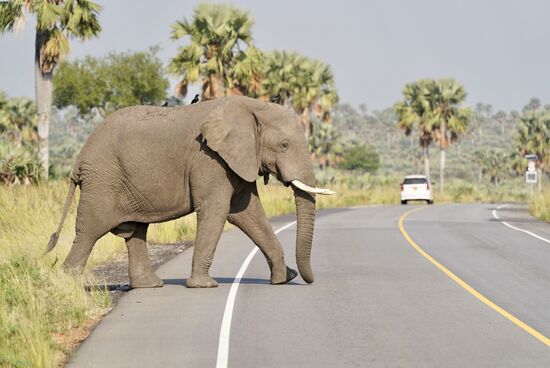 Die queren hier gerne mal die Straße…