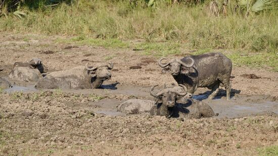Schwarzbüffel beim „baden“