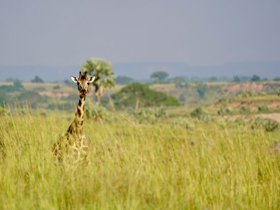 Die Giraffen beobachte ich am liebsten 