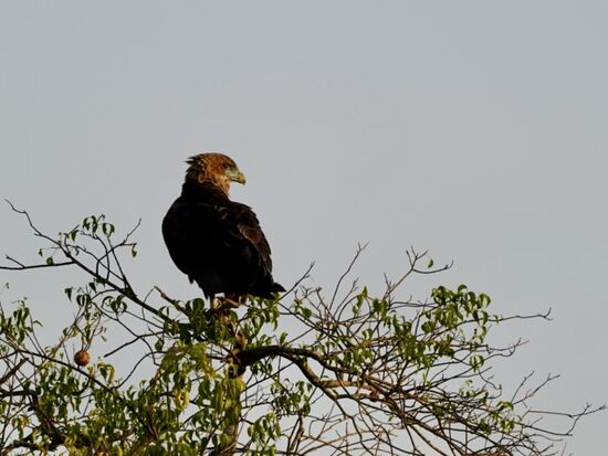 Ein Adler, welche Art konnten wir nicht eindeutig herausfinden.