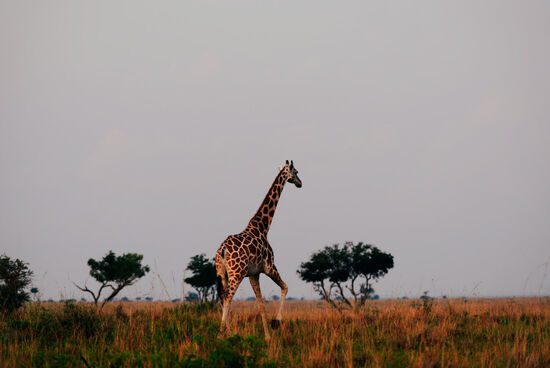Weitere Tiere werden aktiv.