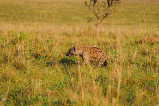 Hyänen sehen wir jede Menge.