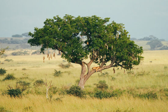 Saussage-tree
Den lieben besonders die Elefanten und sind danach betrunkene