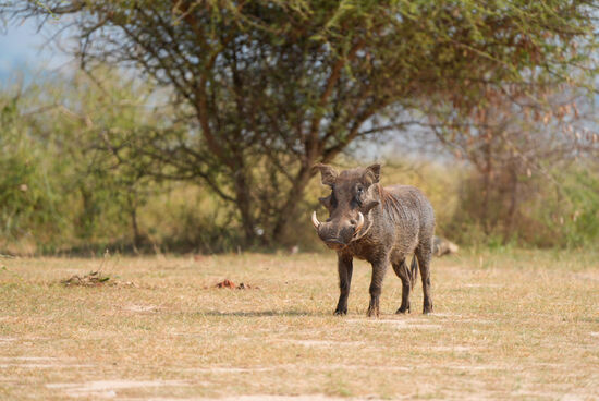 Die Warzenschweine riechen die Ananas und kommen näher.