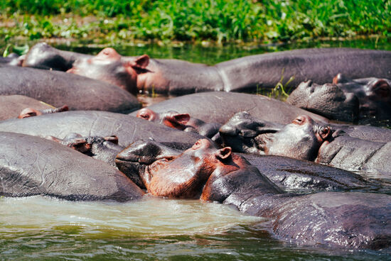 Wie die Nacktschnecken liegen sie da dicht gedrängt 