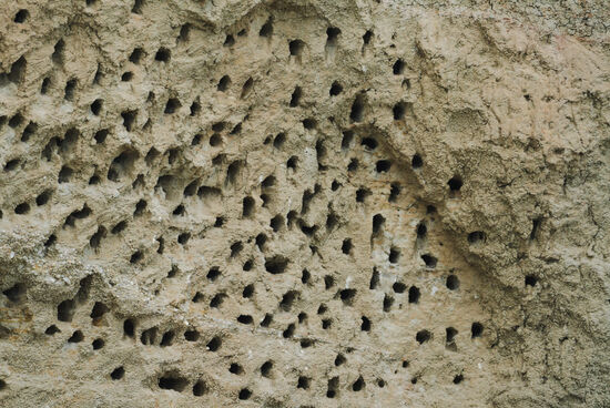 Vogelnester der Kingfisher