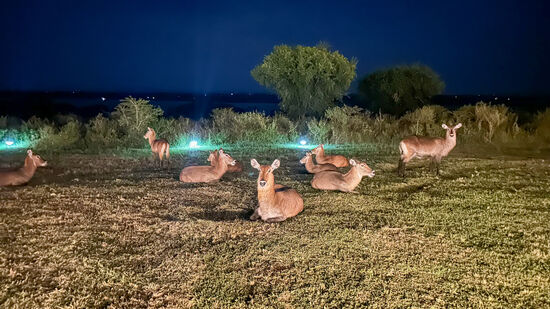 Gute Nacht! Die Wasserböcke versammeln sich abends immer nahe der Lodge.