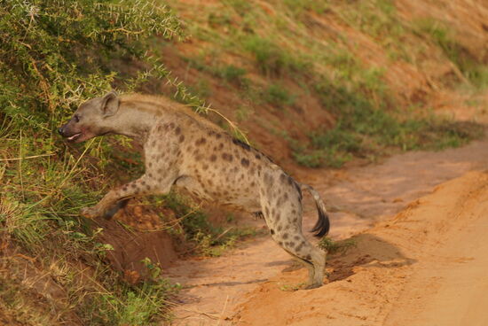 Das Maul ist Blutverschmiert