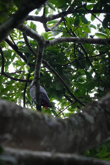 …zum Beispiel einen großen Graupapagei, den wir aber trotz gutem Tele nur teilweise erwischen