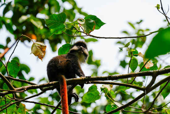 Sowie auch den „Red Taled Monkey“ hier unverkennbar der rote lange Schwanz