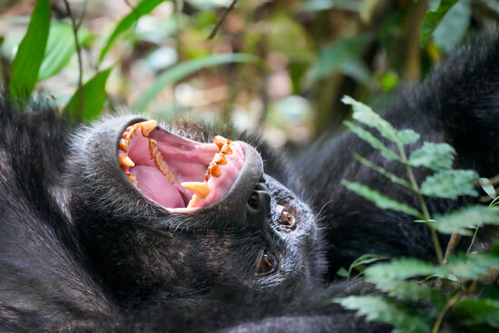 Schimpansen sind wie der Mensch Allesfresser. Dass heißt, dass sie alle Arten vegetarischer Nahrung zu sich nehmen, aber auch Tiere essen. Wenn man diese Zähne sieht, glaubt man dies.