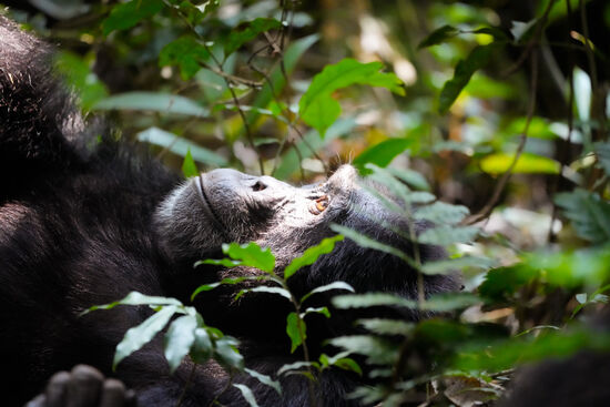 Ganz entspannt genießt man die Sonnenstrahlen, die durch das Blätterwerk bis zum Boden fallen. Zurzeit gibt es viel Nahrung im Wald und um diese Zeit haben die Lieben schon das Frühstück hinter sich.