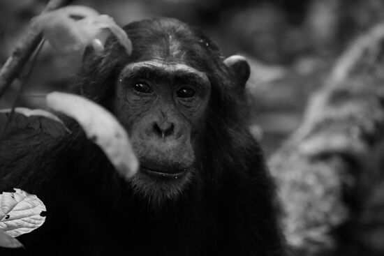 Auch wenn alles sehr beschaulich und entspannt aussieht, sind die Schimpansen sehr aufmerksam und lassen uns nicht aus den Augen. Wir dürfen sie jetzt nicht länger stören. Maximal 1 Stunde dürfen die Besucher in der Nähe der Tiere sein. Danach haben sie wieder ihre Ruhe.