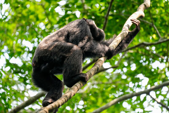 Faszinierend anzuschauen wie die Schimpansen flugs den Baum hochklettern.