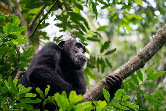Ab geht es auf den Baum. Hier fühlt er oder sie sich sicherer.