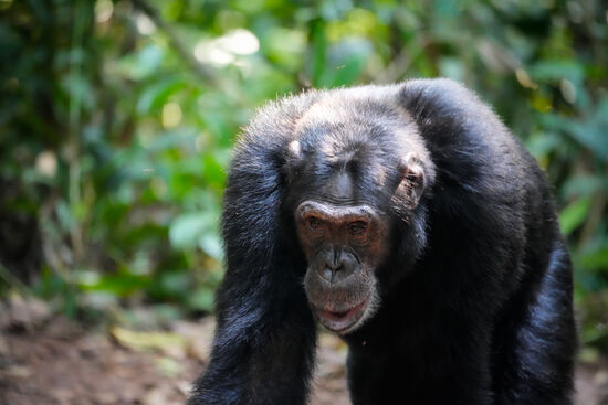 Diesem Artgenossen ist es aber ein wenig zu unruhig und deshalb ergreift er die Flucht.
