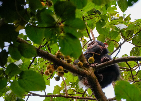 Dieser kleine Mann frühstückt noch. Hoch in den Bäumen ist der Tisch reichlich gedeckt und es scheint zu schmecken.