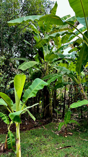 Peter hat schon nach einer guten Stunde eine andere Idee: er möchte uns eine Destillerie zeigen