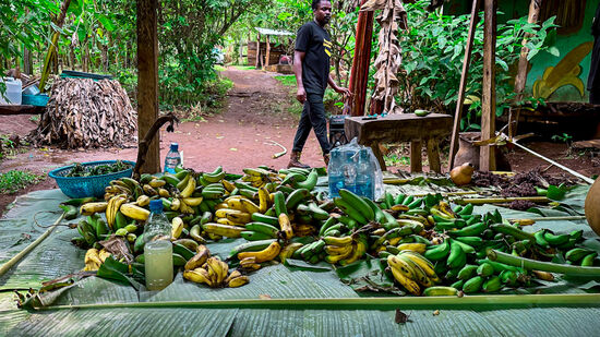 Auch Hochprozentiger (40 bzw. 60%) wird aus den Bananen hergestellt. Und Bier., welches schmeckt wie ein Federweißer.