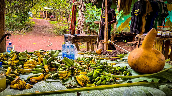 Der Bier und Gin-Meister zeigt uns wie man aus den reifen Bananen den Saft mittels Bananenblättern quetscht und wir dürfen alles probieren