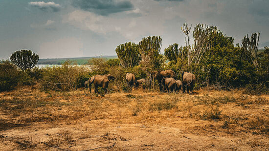 Auch diese Lodge wird—da sie sich im NP befindet, von Tieren besucht.
Deshalb gelten hier höchste Sicherheitsvorkehrungen und wir werden von 7pm-7am immer von Security zum Zimmer und zum Restaurant begleitet