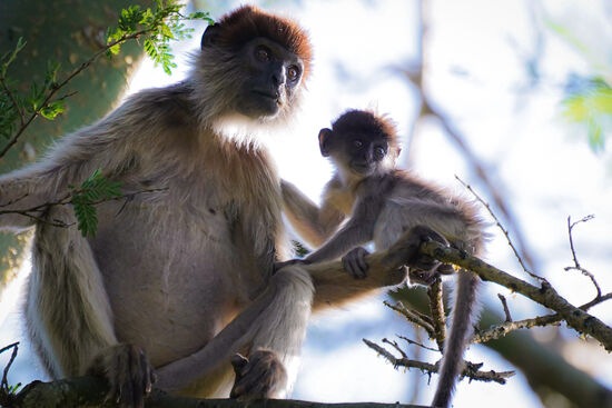 Mutter mit Kind. Unglaublich, wie schnell die Affen, mit den Kleinen unterm Bauch hängend, unterwegs sind.