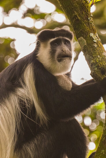 Von diesen hübschen „Black and White Colobus“ sehen wir viele