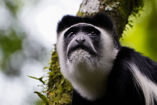 Verträumt schaut er, hoch in den Ästen sitzend, in die Ferne
