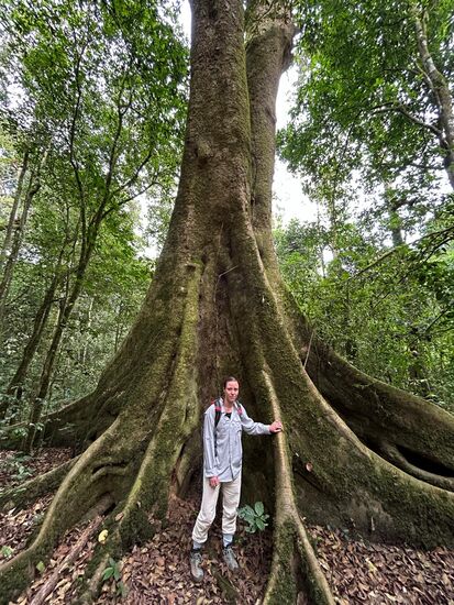 Riesige Bäume säumen unseren Weg.