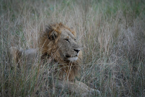 Satt und zufrieden liegt er da