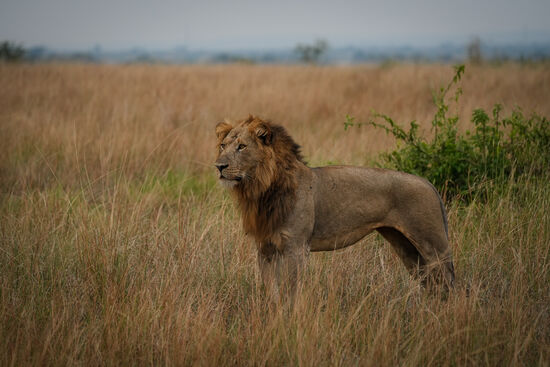 Er steht auf, zeigt sich in voller Pracht und legt sich ein paar Meter weiter wieder hin. 
Die Pose erinnert ein wenig an Simba aus  König der Löwen.