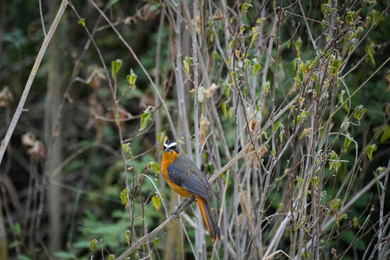 Eine Freude für unsere beiden Fotografen, sind die vielen bunten Vögel