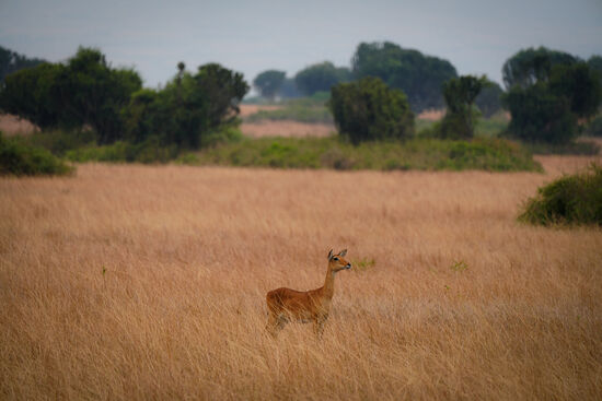 Sie ist aufgeregt und gibt laute Schreie von sich….