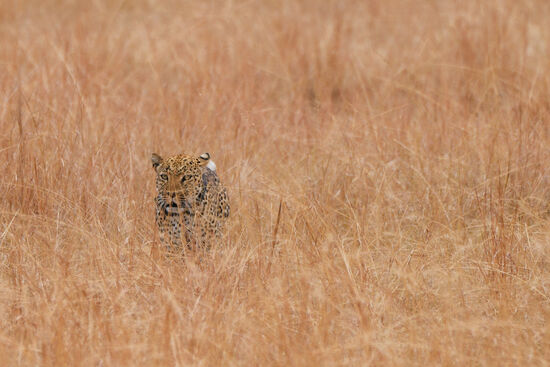 Er ist der Grund dafür…der elegante Leopard