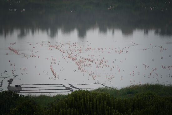 Wir besuchen anschließend noch den Salzsee mit den unzähligen Flamingos