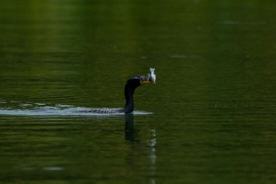 Vögel kann man beim Fischfang beobachten…